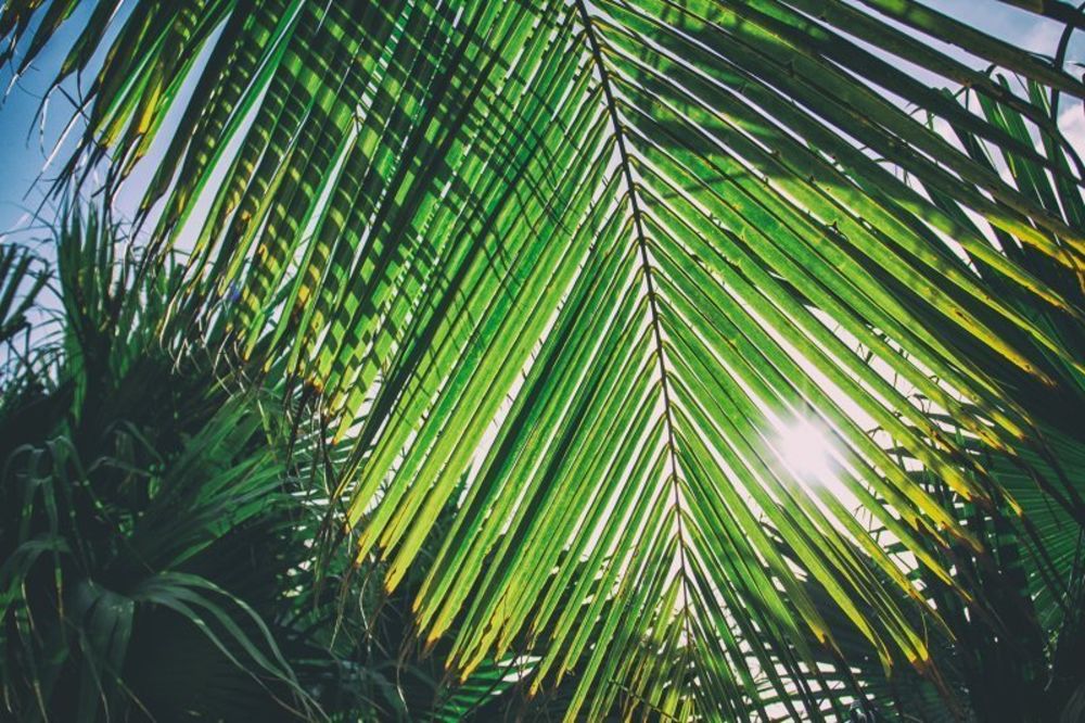 солнечная пальма.jpg